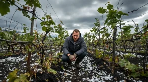 Abat de grêle sur vignes en fleur : « la récolte 2026 est compromise, on ne parle plus de récolte »