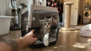 Après 4 mois, c’est trop tard : ces apprentissages que votre chaton doit déjà avoir intégrés