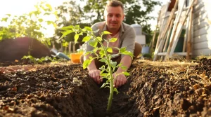 C’est fini pour les tuteurs : en 2026, les jardiniers couchent leurs plants de tomates, voici pourquoi
