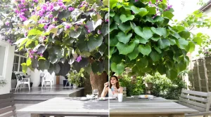 Cet arbre pousse à toute allure et transforme votre jardin en oasis, même quand il fait 40 °C