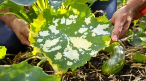 Comment j’élimine l’oïdium sur mes courgettes, repérable à ses feuilles blanches