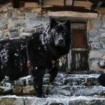 Dans les montagnes de Macédoine du Nord, le combat pour faire reconnaître les chiens Karaman