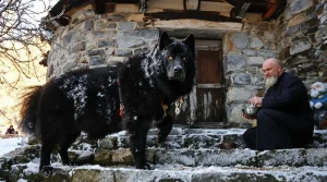 Dans les montagnes de Macédoine du Nord, le combat pour faire reconnaître les chiens Karaman