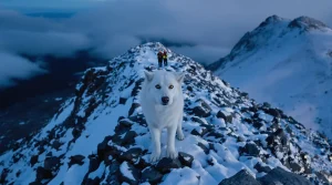 En Béarn, une action solidaire s’organise pour retrouver le chien d’un randonneur héliporté