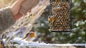 En décembre, ce petit aliment du placard que les jardiniers oublient peut vraiment sauver les oiseaux du jardin