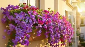 Fini les géraniums grillés au soleil : cette fleur en éventail cascade sans faner jusqu’en octobre