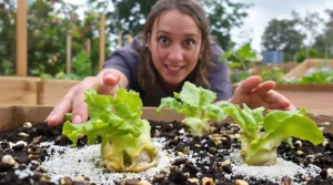 Invasion de limaces : les gestes efficaces pour protéger son jardin, voici pourquoi ils comptent