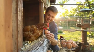 « Je n’ai jamais eu autant de demandes » : le succès des poules pondeuses face au manque d’œufs
