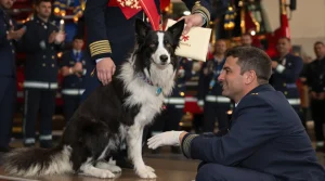 Lors d’une cérémonie traditionnelle, ce chien pompier reçoit une distinction originale en Lot-et-Garonne