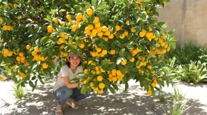 « Même sous 40 °C, il reste couvert de fruits » : pourquoi le néflier du Japon réussit en jardin sec