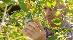 Pincer ses tomates à cette heure précise double la récolte : le bon créneau bien connu des pros