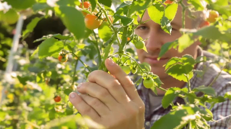 Accueil Pincer ses tomates à cette heure précise double la récolte : le bon créneau bien connu des pros