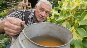 Pourquoi les anciens mettaient un clou rouillé au fond de l’arrosoir, et pourquoi les jardiniers y reviennent
