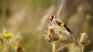 Voici la signification de la présence du magnifique chardonneret élégant dans votre jardin