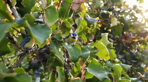 Voici pourquoi la présence de mésanges révèle un grave problème dans votre jardin