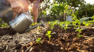 7 légumes à planter dès maintenant : de belles récoltes tout l’hiver, voici pourquoi