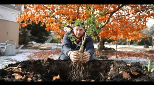 Ce fruitier méconnu d’Asie supporte -15 °C : planté maintenant, il offre de belles récoltes dès l’automne