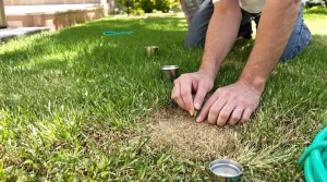 Gazon qui brunit : l’action à faire tout de suite, selon les experts du jardin, voici pourquoi