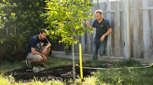 « Je pensais bien faire en le plantant loin du mur » : pourquoi votre voisin peut exiger sa coupe