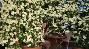 « Je voulais de belles fleurs sur mon balcon » : mon chèvrefeuille éloigne les moustiques tout l’été