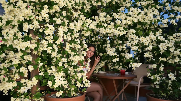 « Je voulais de belles fleurs sur mon balcon » : mon chèvrefeuille éloigne les moustiques tout l’été « Je voulais de belles fleurs sur mon balcon » : mon chèvrefeuille éloigne les moustiques tout l’été