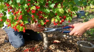 La taille d’été la plus efficace pour renouveler vos groseilliers et récolter plus dès l’an prochain