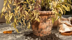 Laurier-rose : le secret pour revitaliser un arbuste affaibli par l’hiver et relancer sa floraison
