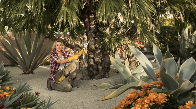 Accueil Les anciens les plantaient dans tous les jardins : 50 ans plus tard, les collectionneurs les paient à prix d’or