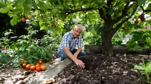 Les anciens plantaient le figuier près du potager : en juillet, ce qu’il déclenche sous terre protège vos légumes