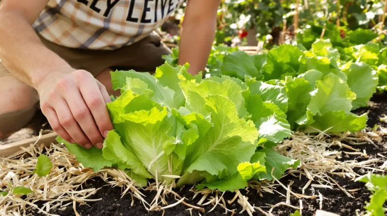 « Mes laitues ne montent plus en graines » : la méthode des jardiniers pour des salades tendres au soleil « Mes laitues ne montent plus en graines » : la méthode des jardiniers pour des salades tendres au soleil