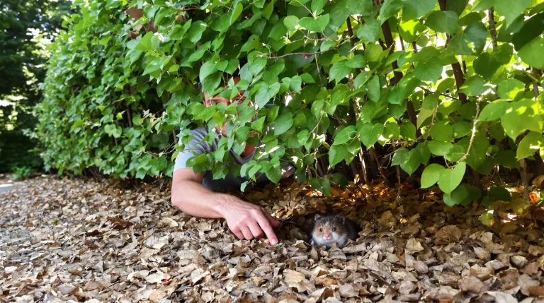 Accueil Pourquoi les jardiniers laissent un tas de feuilles mortes sous les haies en juillet, voici pourquoi