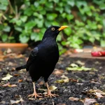Quelle est la vraie signification d’un merle qui revient chaque jour dans votre jardin ?