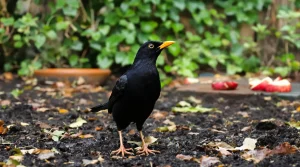 Quelle est la vraie signification d’un merle qui revient chaque jour dans votre jardin ?