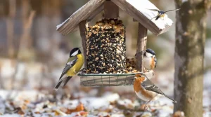 Qui sont les oiseaux dominants du jardin qui squattent systématiquement la mangeoire ?