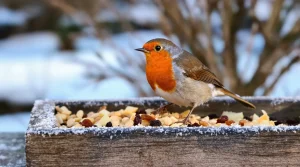 Rouges-gorges affamés cet hiver : 6 aliments à laisser dehors que la plupart des amateurs d'oiseaux oublient d'offrir