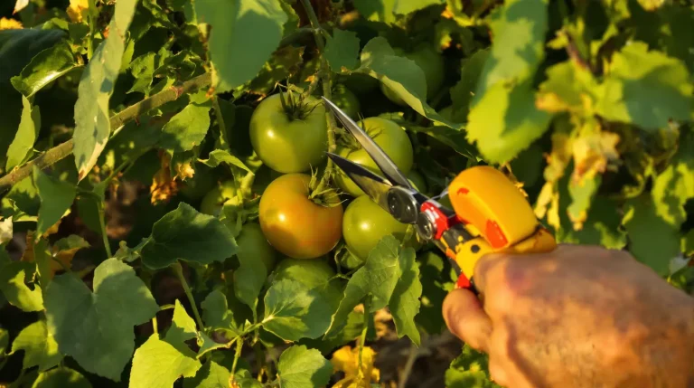 Tomates qui ne mûrissent pas en canicule : ce qu’il faut couper au sécateur avant fin juillet