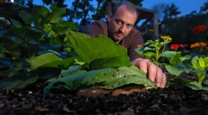 Ces trois plantes du massif attirent les limaces droit dans le potager : beaucoup de jardiniers ont les trois sans le savoir