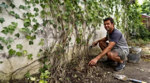 Comment éliminer définitivement le lierre sur un mur ou dans le jardin : la méthode efficace