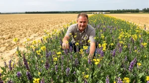 Face aux canicules, cette parcelle agricole « régénératrice » devient une oasis pour abeilles et biodiversité