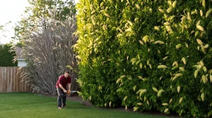 Haie de thuyas : pourquoi les paysagistes la remplacent par le Miscanthus et ne la taillent plus