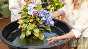 Hortensias aux feuilles brûlées : cette astuce réhydrate votre plante en 24 h