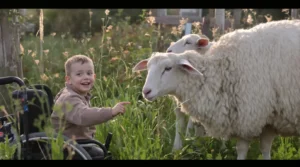 Jallanges : des brebis pour pâturer et égayer le quotidien du petit Hugo de La Broise