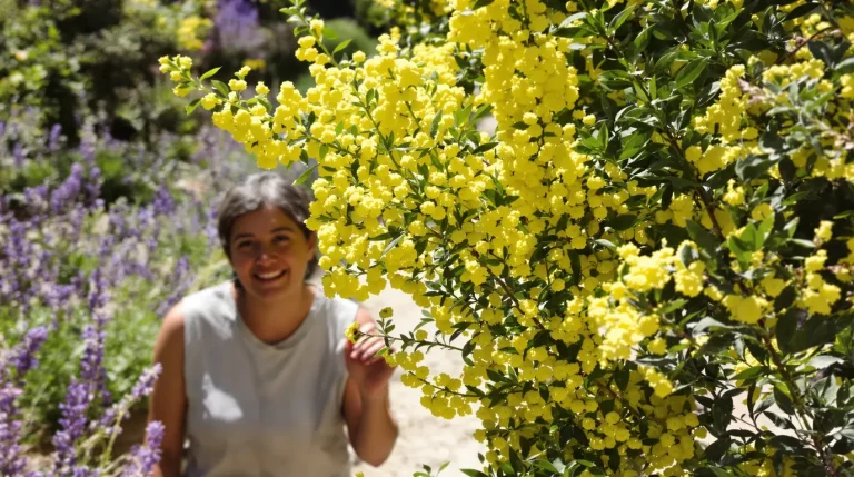 Le bupleurum : la plante parfaite pour un jardin sans arrosage Le bupleurum : la plante parfaite pour un jardin sans arrosage