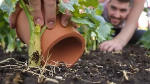 Mon voisin retourne un pot en terre cuite près des courgettes le soir : voici pourquoi
