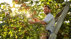 On attend tous l’hiver pour tailler nos fruitiers, alors que la récolte se joue quand la sève redescend