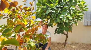 On plante tous des pommiers, alors que ce fruitier du Sud tient sans arrosage en pleine canicule
