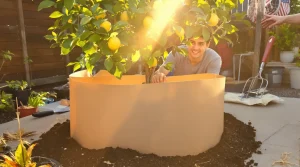 Placer des boîtes en carton autour du citronnier : à quoi elles servent et pourquoi c’est recommandé