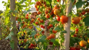 Tomates : le geste malin des jardiniers pour récolter plus longtemps, jusqu’à l’automne