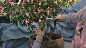 Laurier-rose : tailler avant l’hiver est le geste le plus efficace pour vraiment bien le protéger