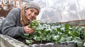 Quels légumes d’hiver choisir en carré potager surélevé ? Les variétés qui réussissent le mieux